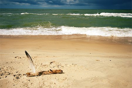 simsearch:400-09237669,k - Gull feather stuck into the sand by the sea Stock Photo - Budget Royalty-Free & Subscription, Code: 400-07088579