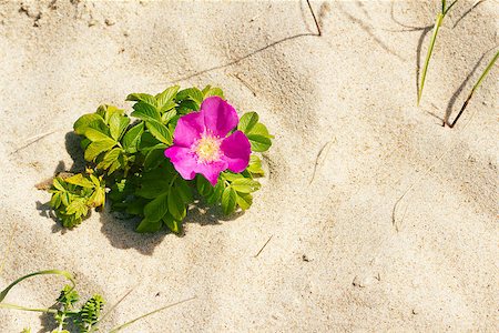 rosa canina - Blossoming flower of a dog-rose on beach sand Stock Photo - Budget Royalty-Free & Subscription, Code: 400-07088580