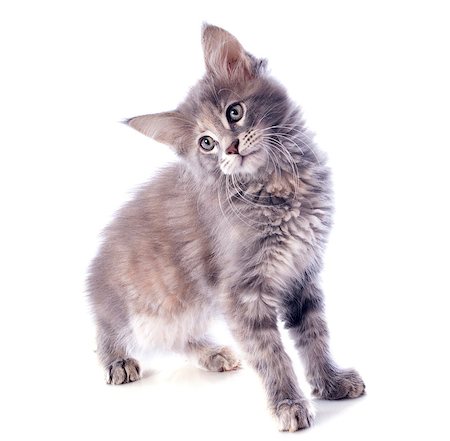 simsearch:400-07124274,k - portrait of a purebred  maine coon kitten on a white background Foto de stock - Super Valor sin royalties y Suscripción, Código: 400-07088595