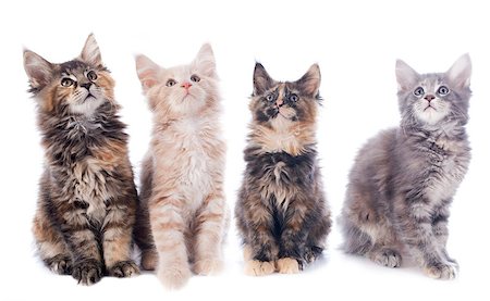 simsearch:400-06857345,k - portrait of a purebred  maine coon kitten on a white background Photographie de stock - Aubaine LD & Abonnement, Code: 400-07088596