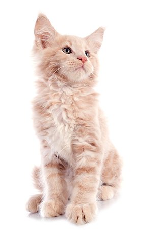 simsearch:400-06857345,k - portrait of a purebred  maine coon kitten on a white background Photographie de stock - Aubaine LD & Abonnement, Code: 400-07088597