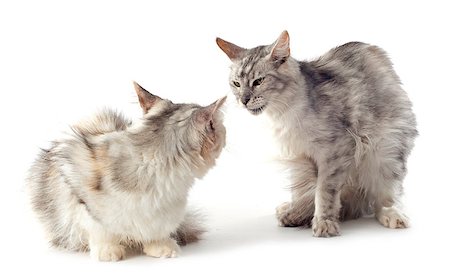 simsearch:400-06334001,k - portrait of a purebred  maine coon cats on a white background Foto de stock - Super Valor sin royalties y Suscripción, Código: 400-07088590
