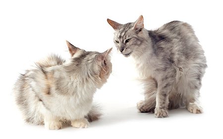 simsearch:400-06857345,k - portrait of a purebred  maine coon cats on a white background Photographie de stock - Aubaine LD & Abonnement, Code: 400-07088590