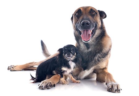 simsearch:400-07299217,k - purebred belgian sheepdog malinois and chihuahua on a white background Photographie de stock - Aubaine LD & Abonnement, Code: 400-07088615