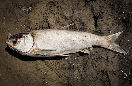 Dry naturally dead fish on dirty beach Stock Photo - Budget Royalty-Free & Subscription, Code: 400-07088610