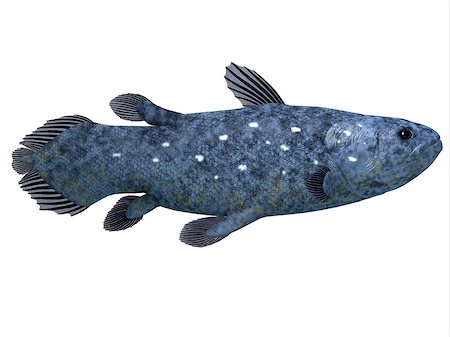 simsearch:400-07981817,k - The Coelacanth fish was believed to be extinct but were discovered in 1938 to still be living. Stockbilder - Microstock & Abonnement, Bildnummer: 400-07088809