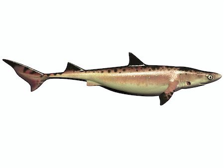 simsearch:400-07981817,k - There were numerous species of shark during the Cretaceous Period of Earth's history which are now extinct. Stockbilder - Microstock & Abonnement, Bildnummer: 400-07088811