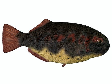 simsearch:400-07578285,k - Dapedius or Moonfish is an extinct species of primitive ray-finned fish from the Triassic and Jurassic periods. Fotografie stock - Microstock e Abbonamento, Codice: 400-07088812
