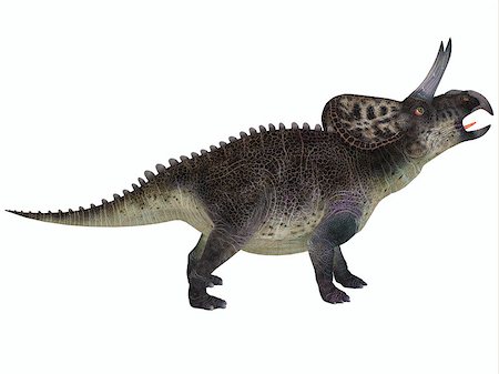 simsearch:400-07039388,k - Zuniceratops was a genus of Ceratopsian dinosaur that was a herbivore and lived in North America in the Cretaceous Period. Stockbilder - Microstock & Abonnement, Bildnummer: 400-07088837