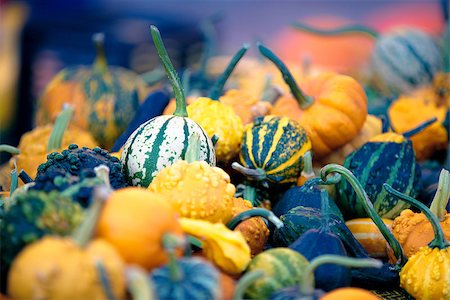 simsearch:400-07089027,k - Miniature pumpkins Stock Photo - Budget Royalty-Free & Subscription, Code: 400-07089026