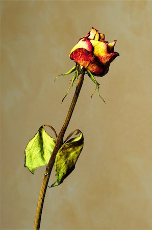 A Withered rose on a yellow textured background. Stockbilder - Microstock & Abonnement, Bildnummer: 400-07089054