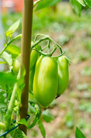 Green tomatoes ripening in home garden in sunlight. Stock Photo - Budget Royalty-Free & Subscription, Code: 400-07089284