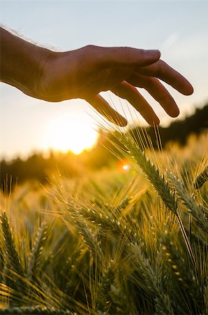 Detail of male hand stroking wheat field. Stockbilder - Microstock & Abonnement, Bildnummer: 400-07089302