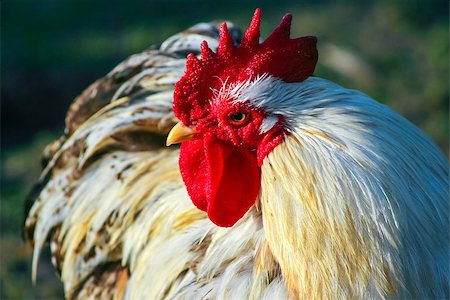 Strong hen Stock Photo - Budget Royalty-Free & Subscription, Code: 400-07089745