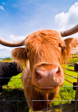 scottish cattle - The smile hairy cow in Highland, Scotland Stock Photo - Budget Royalty-Free & Subscription, Code: 400-07089791