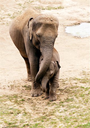 An adult and a young elephant playing together Stock Photo - Budget Royalty-Free & Subscription, Code: 400-07089809