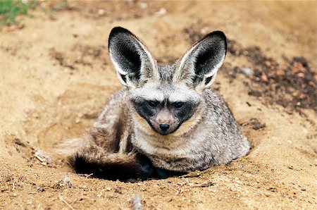 simsearch:400-04525929,k - The Bat-eared fox (Otocyon megalotis) lying on a ground. Stock Photo - Budget Royalty-Free & Subscription, Code: 400-07089810