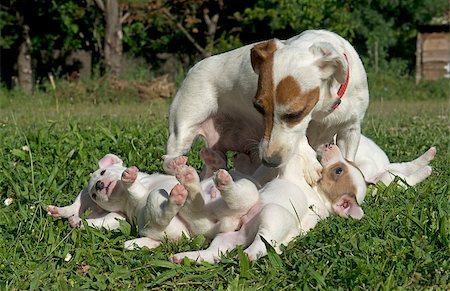 simsearch:400-05888313,k - portrait of a family jack russel terrier in the nature Photographie de stock - Aubaine LD & Abonnement, Code: 400-07094109