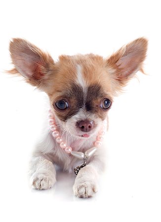 simsearch:400-04404602,k - portrait of a cute purebred  puppy chihuahua in front of white background Photographie de stock - Aubaine LD & Abonnement, Code: 400-07094130