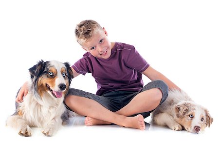 puppy with child white background - purebred australian shepherds and boy  in front of white background Stock Photo - Budget Royalty-Free & Subscription, Code: 400-07094168