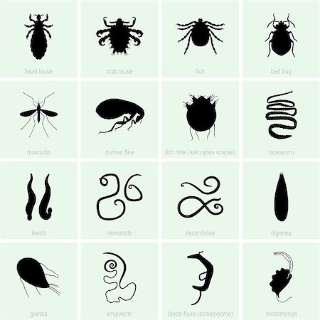 poux - Set of Human parasite icons Photographie de stock - Aubaine LD & Abonnement, Code: 400-07094588