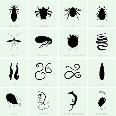 Set of Human parasite icons Stock Photo - Budget Royalty-Free & Subscription, Code: 400-07094588