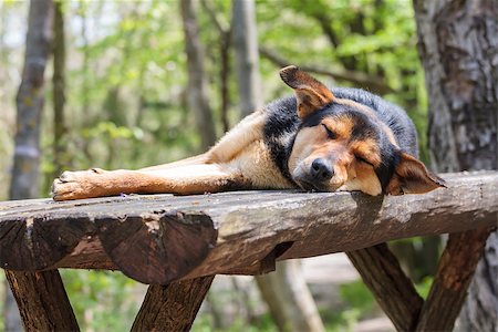 Sad stray hungry dog sleeping on wooden table in the forest. Photographie de stock - Aubaine LD & Abonnement, Code: 400-07094638