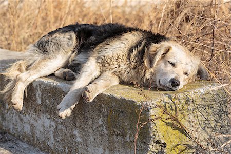 straubing - Sad old homeless hungry dog sleeping in the city suburbs. Stock Photo - Budget Royalty-Free & Subscription, Code: 400-07094640