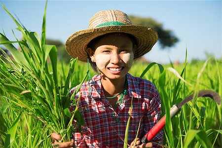 photographic portraits poor people - Southeast Asia Myanmar Asian traditional farmer planting or working in corn field, harvesting in field Stock Photo - Budget Royalty-Free & Subscription, Code: 400-07094847