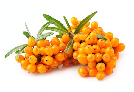Sea buckthorn berries branch on a white background Stock Photo - Budget Royalty-Free & Subscription, Code: 400-07094922