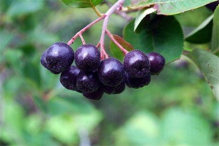 A branch of the ripe berries of a chokeberry. The time of harvest. Stock Photo - Budget Royalty-Free & Subscription, Code: 400-07095043