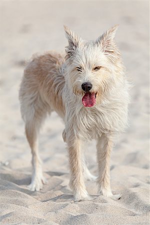 sheep dog portraits - Cute white dog laying at the beach on a sunny day. Photographie de stock - Aubaine LD & Abonnement, Code: 400-07095119