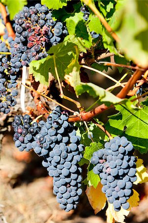 simsearch:400-07095252,k - blue grape in Bordeaux Region, Aquitaine, France Foto de stock - Super Valor sin royalties y Suscripción, Código: 400-07095259