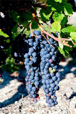 simsearch:400-07300370,k - blue grape in Bordeaux Region, Aquitaine, France Foto de stock - Super Valor sin royalties y Suscripción, Código: 400-07095264