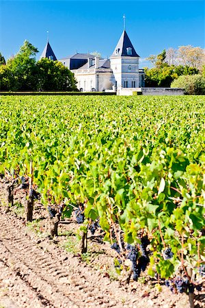 simsearch:400-07300370,k - vineyard and Chateau Tronquoy Lalande, Saint-Estephe, Bordeaux Region, France Foto de stock - Super Valor sin royalties y Suscripción, Código: 400-07095265