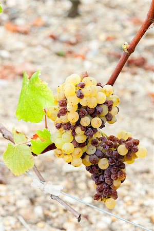 simsearch:400-07095252,k - white grape in Sauternes Region, Aquitaine, France Foto de stock - Super Valor sin royalties y Suscripción, Código: 400-07095266