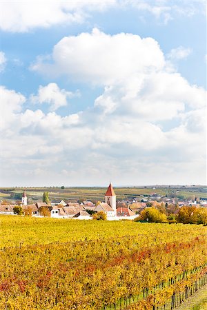 simsearch:400-07095252,k - autumnal vineyards in Retz region, Lower Austria, Austria Fotografie stock - Microstock e Abbonamento, Codice: 400-07095280