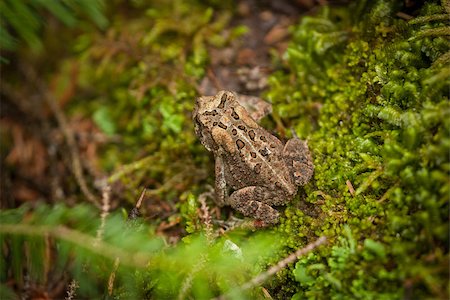 simsearch:400-04442300,k - a spotted frog sitting on mossy ground Photographie de stock - Aubaine LD & Abonnement, Code: 400-07095712