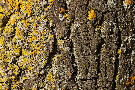 simsearch:400-07619334,k - the mossy texture of a tree trunk bark Stock Photo - Budget Royalty-Free & Subscription, Code: 400-07095713