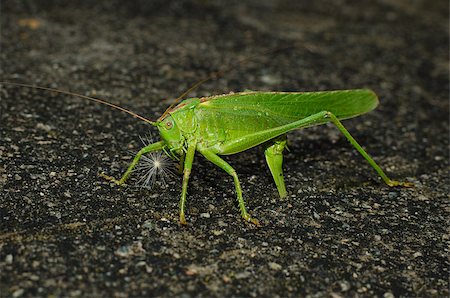 feeler - Green locust is laying eggs into the ground Photographie de stock - Aubaine LD & Abonnement, Code: 400-07096068