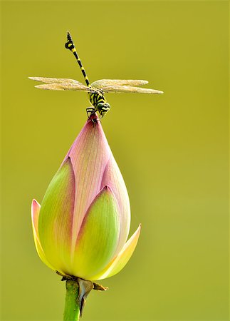 dragonfly - A dragonfly is standing on the lotus Stock Photo - Budget Royalty-Free & Subscription, Code: 400-07096112