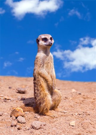 Portrait of a meerkat standing against blue sky Stock Photo - Budget Royalty-Free & Subscription, Code: 400-07096647