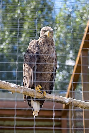 White-Tailed Eagle aka Haliaeetus albicilla in Zoo Stock Photo - Budget Royalty-Free & Subscription, Code: 400-07096655