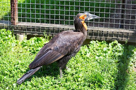 red billed hornbill - Southem Ground Hornbill aka Bucorvus Leadbeateri in Zoo Stock Photo - Budget Royalty-Free & Subscription, Code: 400-07096657