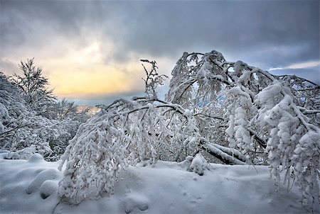 Winter on the mountain from Europe Stock Photo - Budget Royalty-Free & Subscription, Code: 400-07096984