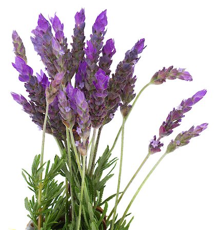 Fresh lavender field  flowers isolated on white background Stock Photo - Budget Royalty-Free & Subscription, Code: 400-07097016