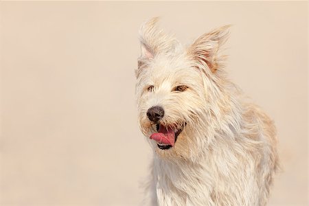 Cute white dog at the beach on a sunny day. Stock Photo - Budget Royalty-Free & Subscription, Code: 400-07097040
