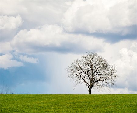 simsearch:400-07097368,k - Lonely leafless tree on grass field with cloudy sky. Photographie de stock - Aubaine LD & Abonnement, Code: 400-07097368