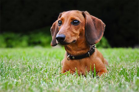 simsearch:400-05246924,k - Miniature dachshund dog on the grass in park Stock Photo - Budget Royalty-Free & Subscription, Code: 400-07097427