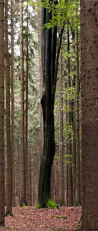 simsearch:400-04365263,k - A beech with black trunk in the spruce forest Stock Photo - Budget Royalty-Free & Subscription, Code: 400-07098410